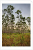 Pine Forest in Long Pine area of Everglades NP by Anonymous
