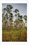 Pine Forest in Long Pine area of Everglades NP by Anonymous