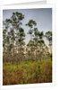 Pine Forest in Long Pine area of Everglades NP by Anonymous