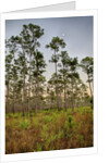 Pine Forest in Long Pine area of Everglades NP by Anonymous