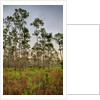 Pine Forest in Long Pine area of Everglades NP by Anonymous