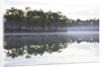 Fog over the lake in Long Pine area of Everglades NP by Anonymous