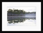 Fog over the lake in Long Pine area of Everglades NP by Anonymous