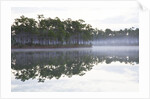 Fog over the lake in Long Pine area of Everglades NP by Anonymous