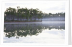Fog over the lake in Long Pine area of Everglades NP by Anonymous