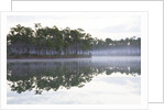 Fog over the lake in Long Pine area of Everglades NP by Anonymous