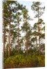 Pine Forest in Long Pine area of Everglades NP by Anonymous