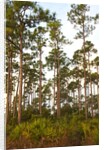 Pine Forest in Long Pine area of Everglades NP by Anonymous