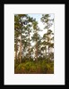 Pine Forest in Long Pine area of Everglades NP by Anonymous