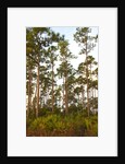 Pine Forest in Long Pine area of Everglades NP by Anonymous