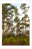 Pine Forest in Long Pine area of Everglades NP by Anonymous