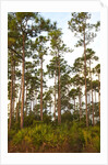 Pine Forest in Long Pine area of Everglades NP by Anonymous