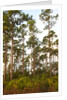 Pine Forest in Long Pine area of Everglades NP by Anonymous