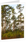 Pine Forest in Long Pine area of Everglades NP by Anonymous