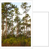 Pine Forest in Long Pine area of Everglades NP by Anonymous