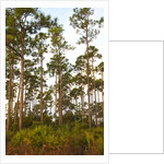 Pine Forest in Long Pine area of Everglades NP by Anonymous
