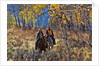Cowgirl and cowboy riding together by Anonymous