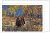 Cowgirl and cowboy riding together by Anonymous