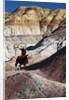 Cowboy in The Painted Hills by Anonymous