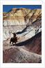 Cowboy in The Painted Hills by Anonymous