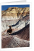 Cowboy in The Painted Hills by Anonymous