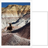 Cowboy in The Painted Hills by Anonymous