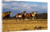 Herd of horses running by Anonymous