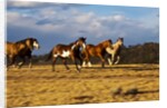Herd of horses running by Anonymous