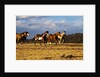 Herd of horses running by Anonymous