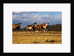 Herd of horses running by Anonymous