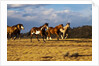 Herd of horses running by Anonymous