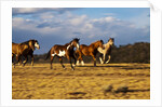 Herd of horses running by Anonymous