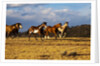 Herd of horses running by Anonymous