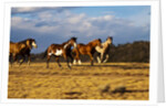 Herd of horses running by Anonymous
