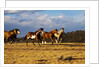Herd of horses running by Anonymous