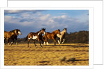 Herd of horses running by Anonymous