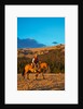 Cowboy riding the range by Anonymous