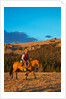 Cowboy riding the range by Anonymous