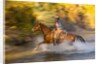 Cowgirl riding through river on a horse by Anonymous