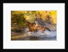 Cowgirl riding through river on a horse by Anonymous