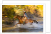 Cowgirl riding through river on a horse by Anonymous