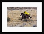 Cowboy riding the range by Anonymous