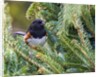 Rufous Towhee by Anonymous