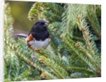 Rufous Towhee by Anonymous
