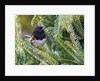 Rufous Towhee by Anonymous