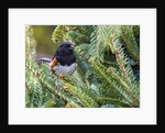 Rufous Towhee by Anonymous