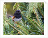 Rufous Towhee by Anonymous