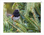 Rufous Towhee by Anonymous