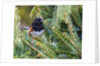 Rufous Towhee by Anonymous