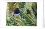 Rufous Towhee by Anonymous